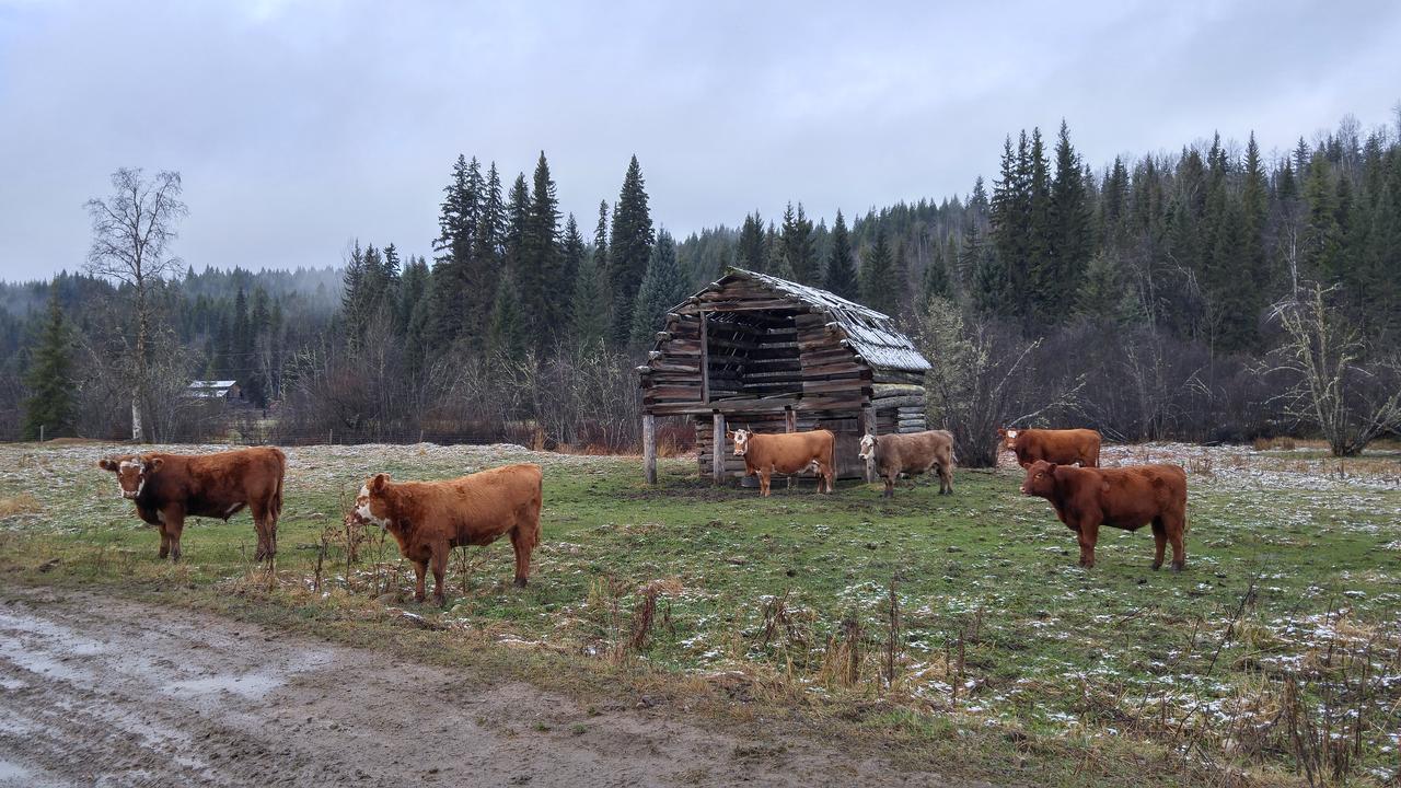 Wolfwood Guest Ranch Villa เคลียร์วอเตอร์ ภายนอก รูปภาพ
